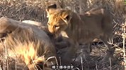 雄狮睡觉很霸气，却被小狮子折腾，没想到它是个暖男