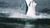 惊险！慢镜头记录大白鲨猎杀海豹的瞬间