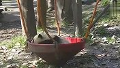再大的雨也淋不醒睡觉的熊猫！场面笑爆了