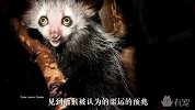 新物种又出现了！简直是马达加斯加的小恶魔