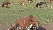 这匹马喜欢在草地打滚，玩完就和马群集合，生活太无忧无虑了