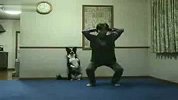 [搞笑]学做下蹲的小狗