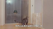 猫咪的跳跃能力有多强？铲屎官亲自测试，场面笑爆了