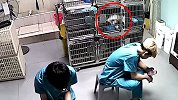 宠物猫做绝育后挣扎死亡无人理 院方回应：2名助理疏忽导致