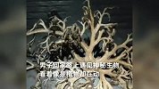 男子回家偶遇神秘生物，细看令人汗毛直竖：外形似植物却不停蠕动