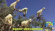 绝对不是PS，山羊爬到树上活蹦乱跳比大师兄还厉害！