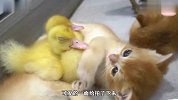 小鸭子躺在小猫咪身上睡觉，画面十分温馨，跨越物种的情谊