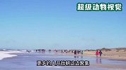 3吨重的虎鲸搁浅在海滩，上百人展开了救援，过程让人暖心