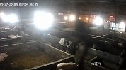 贵州六盘水一生猪交易市场发生惨剧：男子被“巨型”公猪咬死