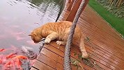 猫咪抓鱼名场面，你觉得哪只最厉害？