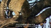 鬣狗这么牛？猎豹都被逼着爬上树，下都不敢下来！