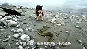 狗狗一口咬住电鳗，本以为有肉吃，不料被电麻木了！