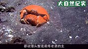 馒头蟹最疼老婆？别傻了，这货就是动物界的“渣男”！