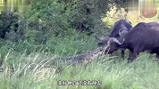 野牛群组队过河，殊不知河里有鳄鱼在等着，可怜的落单野牛被咬到