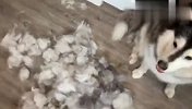 一只狗怎么能掉这么多毛？铲屎官怀疑人生了：我养了只假阿拉？