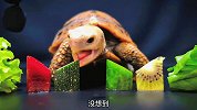 还在为乌龟不吃东西而烦恼吗？动物学者来教你！