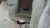 熊猫宝宝表示很委屈，我一定是一只假的国宝！看完笑翻了