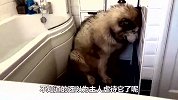 阿拉斯加不愿洗澡，主人使出杀手锏，下一秒憋住别笑！