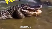 徒手抓鳄鱼胆子真大！