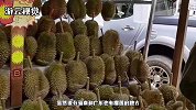 榴莲树一次可以结出很多果实，为啥一个榴莲还这么贵