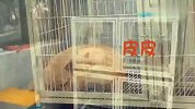 两只会打呼噜的法国斗牛犬，呼噜声此起彼伏，主人笑的不行