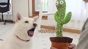 铲屎官买了个会动的仙人掌，柴犬看到后，接下来忍住别笑