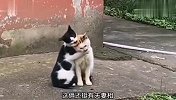 猫：你为什么伤害了我，还一笑而过？