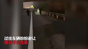“牛魔王”不归路：高速作乱被民警持枪击毙