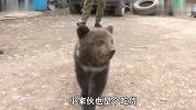小黑熊误入人类村庄，见人就要翻包，为了讨口吃的还会卖艺！