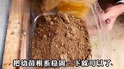空油桶简单改造就能种茄子？90天就能收获满满，一桶产好几斤茄子