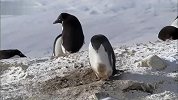国外旅游-20111026-实拍南极洲的小偷企鹅