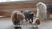 主人带玩具狗回家，喵星人看到后，反应太搞笑了