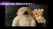 爱宠一刻-好萌的狗狗-猜猜它在梦什么