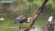 苍鹭多次捕鱼都失手，一旁还有鱼鹰想抢食，真是太不容易了
