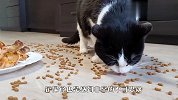 一千粒猫粮中间摆着一盘烧鸡，猫咪会怎么做？铲屎官：给点面子