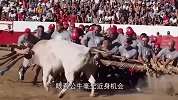 几十名男子抱团欺负一头公牛，公牛:不讲武德，算什么男人！