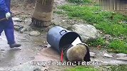 熊猫团子改行当监工，负责监督奶妈打扫卫生，太搞笑了哈哈