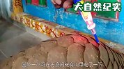 男子无意将电笔放在穿山甲身上，下一秒，场面令人匪夷所思！