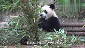 大熊猫坐在独木桥上啃竹子，不料用力过猛，下一秒意外发生