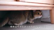 胆小猫咪害怕打雷，吓得躲着不肯出来，场面笑爆了