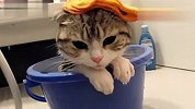 生活-猫咪泡汤