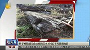 说天下2017-20171103-男子发现明代金丝楠阴沉木 价值2千万愿捐故宫