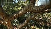 白领男玩跑酷耍帅 惨痛悲剧下场