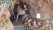 流浪狗找到洞穴生下小狗，不料被老鹰袭击，母狗的举动让人意外