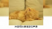 宠物冷知识：为什么叫猫没反应？
