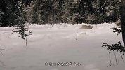 猞猁捕猎比自己大十倍的鹿，成功将其扑倒在雪地里，镜头记录精彩全程