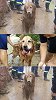 最后一次出警的搜救犬连夜参与救援：满身泥泞，累到筋疲力尽