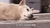 流浪狗把唯一的小狗藏进垃圾堆，看着都令人心疼，幸好遇到好心人