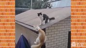 两只喵在屋顶撕X，脚一滑飞出了几十米