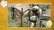大咖笑料-20160618- 血腥！熊猫发怒居然自残